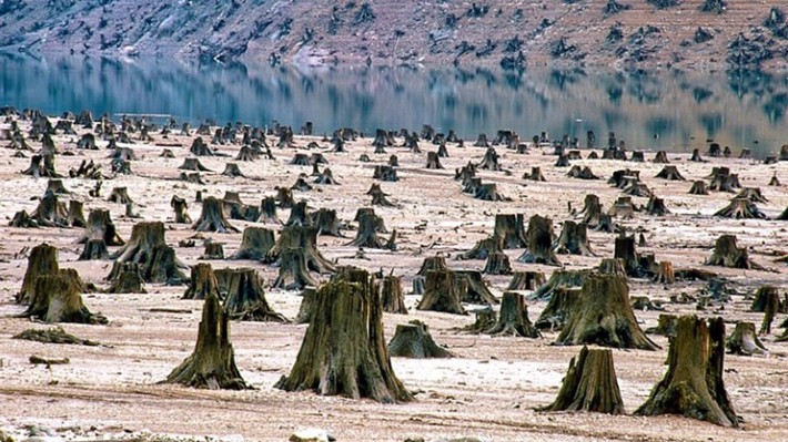 10 imágenes que demuestran que nuestro mundo está condenado. Talación/Deforestación