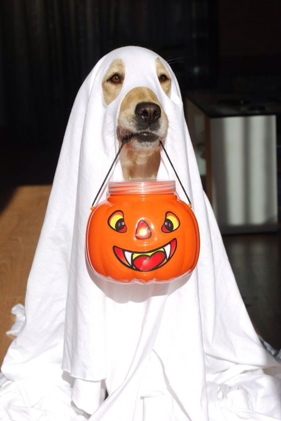 Disfraces De Mascotas Para Halloween | Buhomag